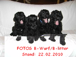 FOTOS B-Wurf/B-litter
Stand: 22.02.2010